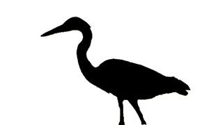 great blue heron silhouette