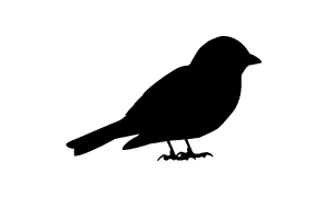 house sparrow silhouette
