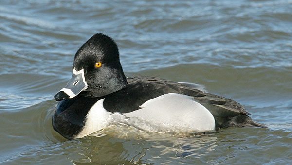 ring necked duck