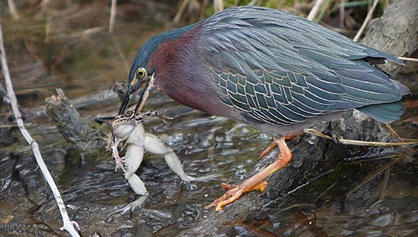 green heron hunting with frog in beak