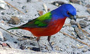 painted bunting