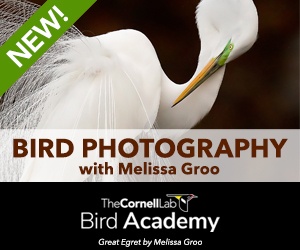 Bird Academy Photography course (permanent)