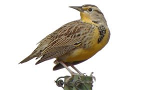 western meadowlark