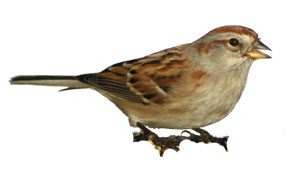 american tree sparrow