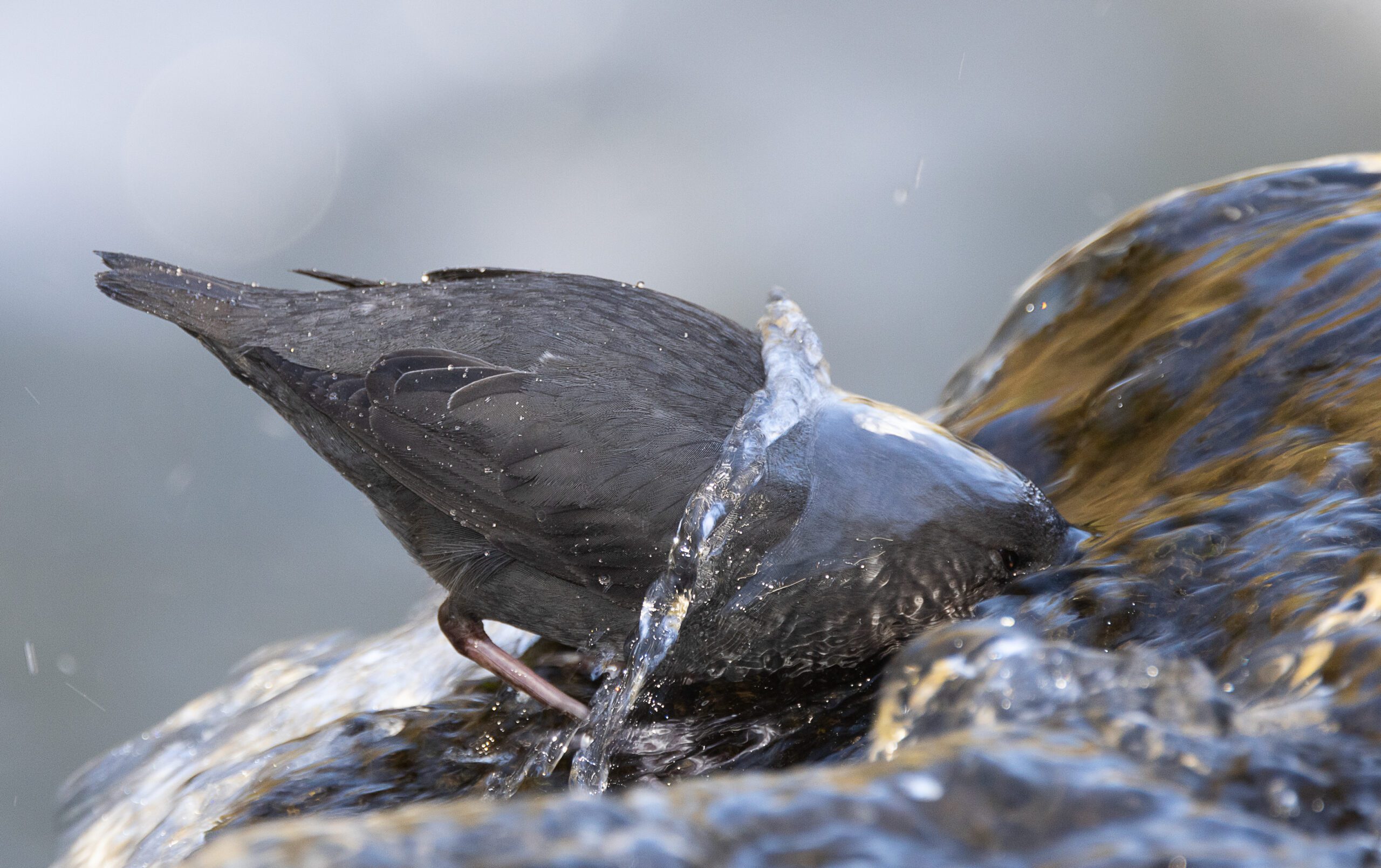A gray bird puts its head underwater