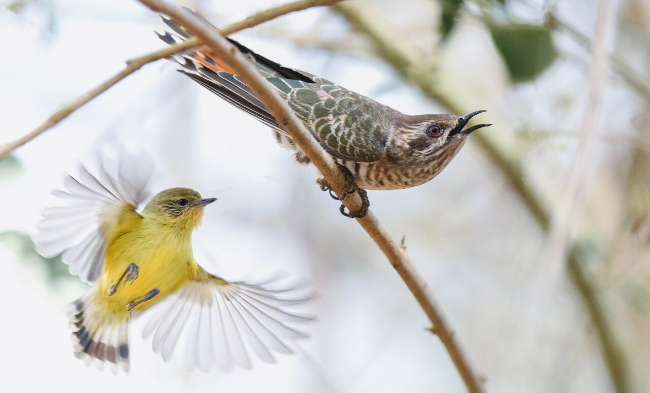 A small yellow bird flies towards a larger brown, beige and greenish bird.