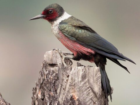 A bird perched on a stump, with a green back, red/pink under belly, green and red head, and white collar.