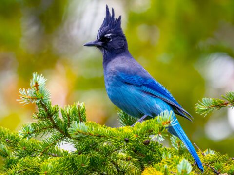 Blue bird with black crested head against a green background.