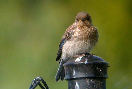 fledgling eastern bluebird phone digiscoped