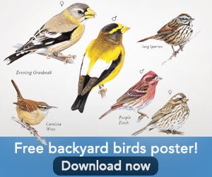 Download a free poster of common backyard birds