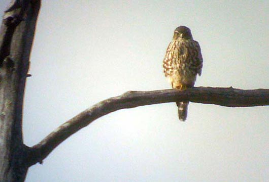 merlin phone digiscoped falcon