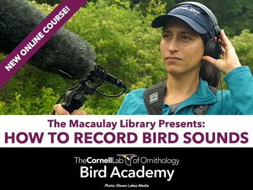 Learn How to Identify Bird Songs: A New Self-paced Course. Click to Learn More