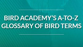 Bird Academy’s A-to-Z Glossary of Bird Terms