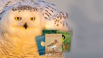 For advertisers. Snowy Owl, magazines