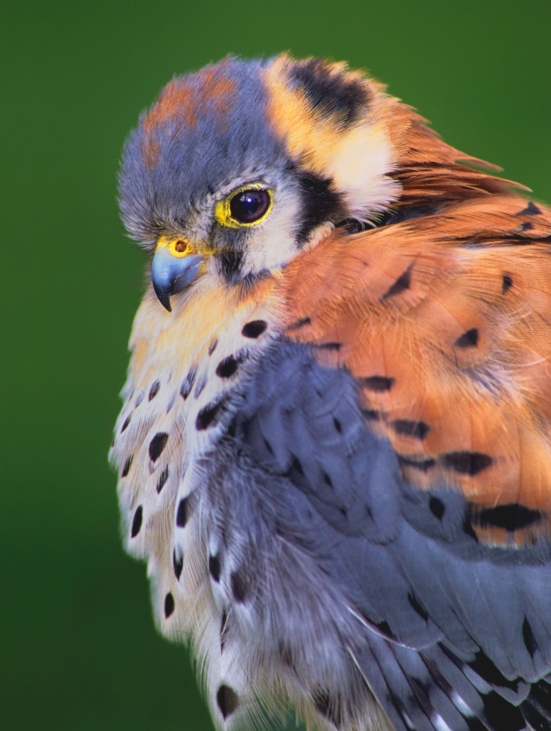 Orchard owners on Michigan’s Leelanau Peninsula have put up kestrel nest boxes and have seen a significant decline in fruit losses to pests. The kestrel population on the peninsula has increased as well. Photo by Dave Welling