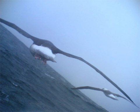 View from a camera mounted on the back of a Black-browed Albatross