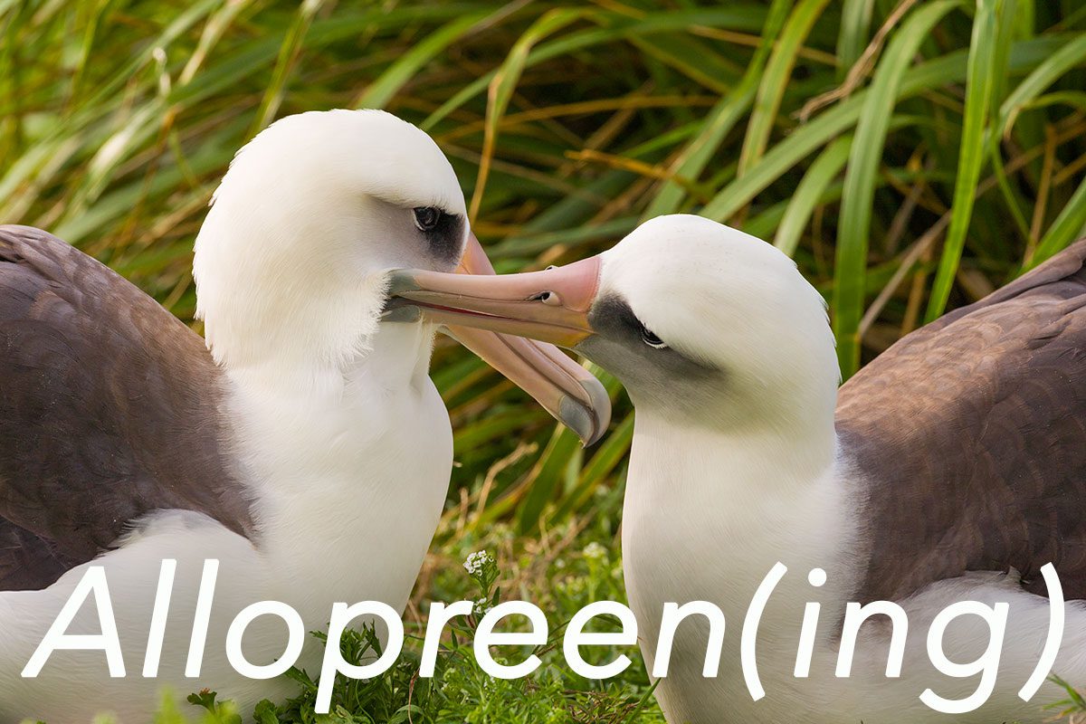 Allopreening Laysan Albatross by Cliff Beitel