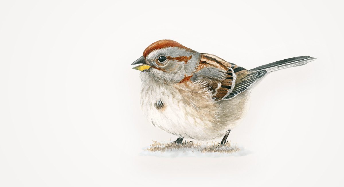 Illustration of an American Tree Sparrow, a gray streaky bird with russet markings on its face, spot on its chest and a bicolored bill (grey on top, yellow on bottom)