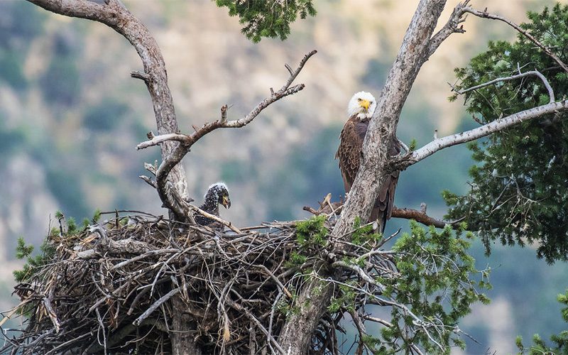 Bald Eagle nest by Susan Schalbe.