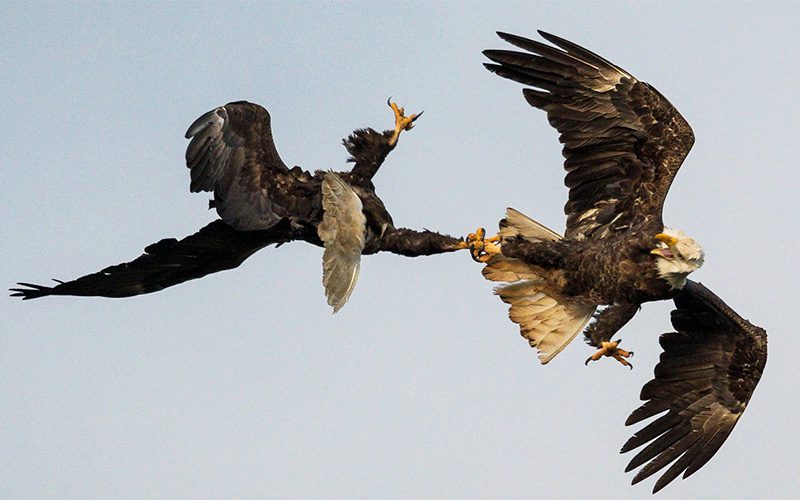 Bald Eagles scuffle by Nikographer via Birdshare