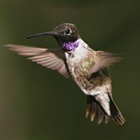 Black-chinned Hummingbird by Brian Sullivan.
