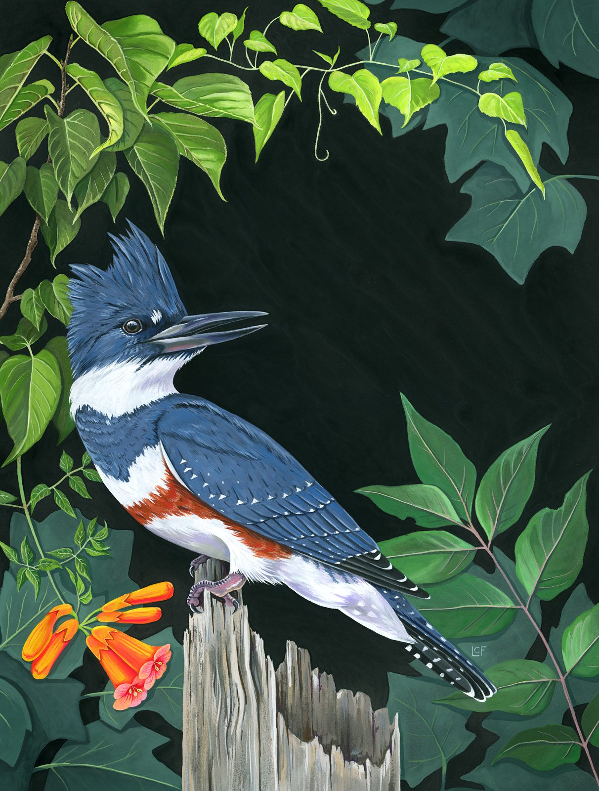 An illustration of a blue and white bird with a rusty red chest stripe, long, pointed bill and head crest.