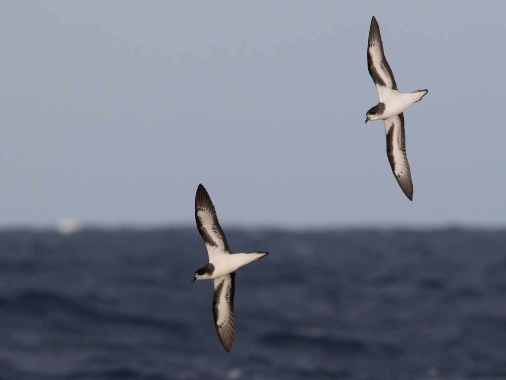 Two black and white seabirds with wings spread wide fly over the sea.