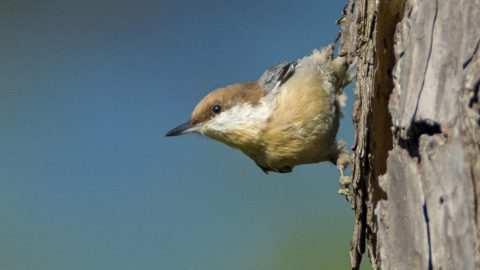 Brown-headed Nuthatch by Noppadol Paothong/Missouri Department of Conservation