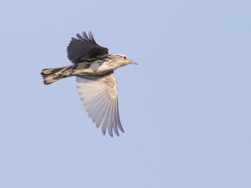 A black and white warbler in mid-flight.