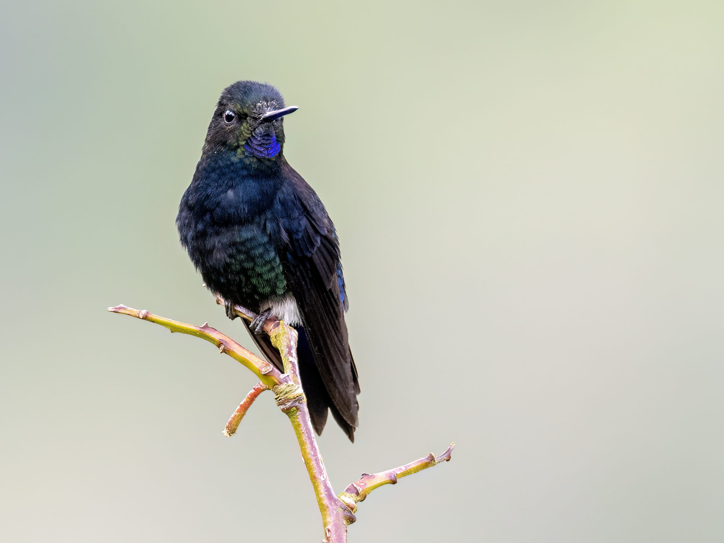 A dark hummingbird, with hints of green and blue stands on a plant.