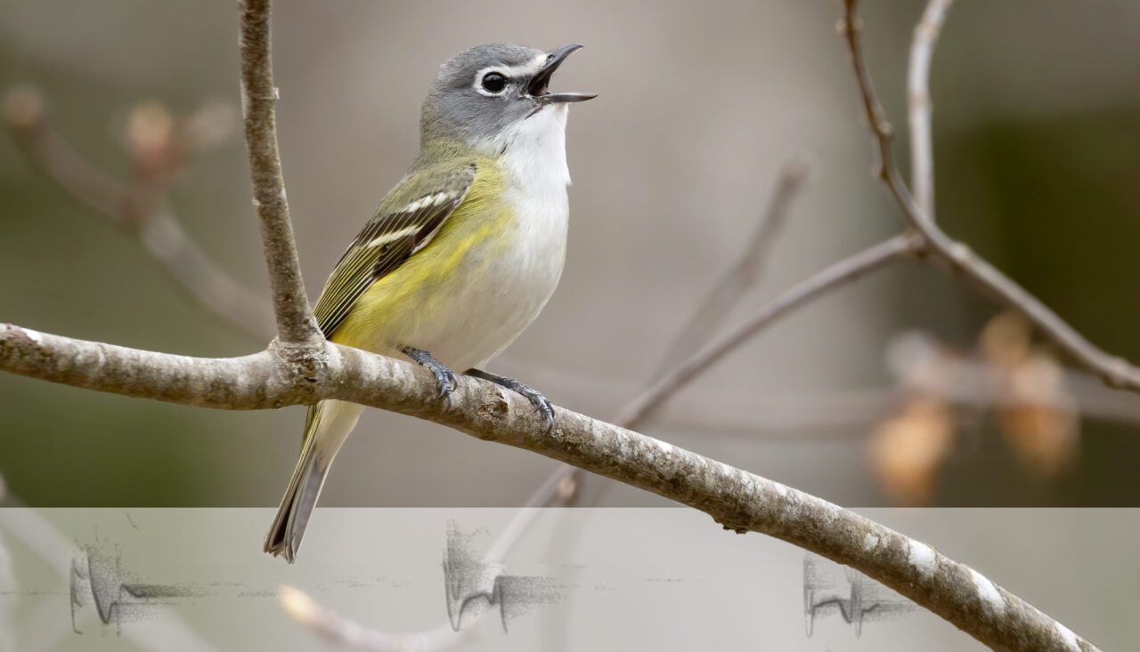 Photo montage of a grey, yellow and white bird sings on a branch with a sound spectrogram of its song.