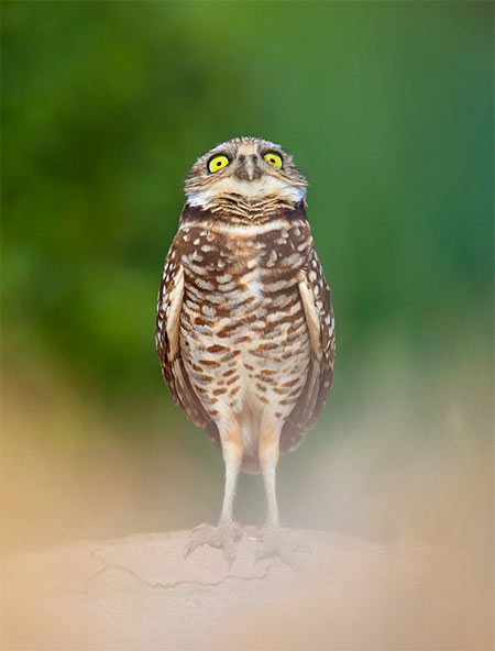 A Burrowing Owl stands to attention at its burrow.