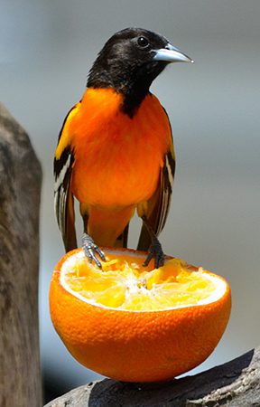 baltimore oriole on an orange feeder