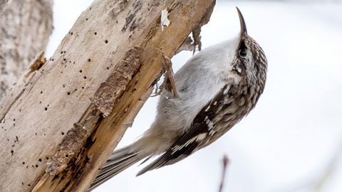 Brown Creepers have song on the higher end of frequency spectrum, but it is still usually in the range of human hearing. Photo by Sue Barth via Birdshare.