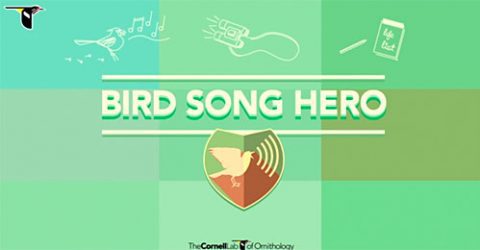 bird song hero video for learning bird song