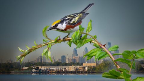 Buildings and Chestnut-sided Warbler b Ray Hennessy