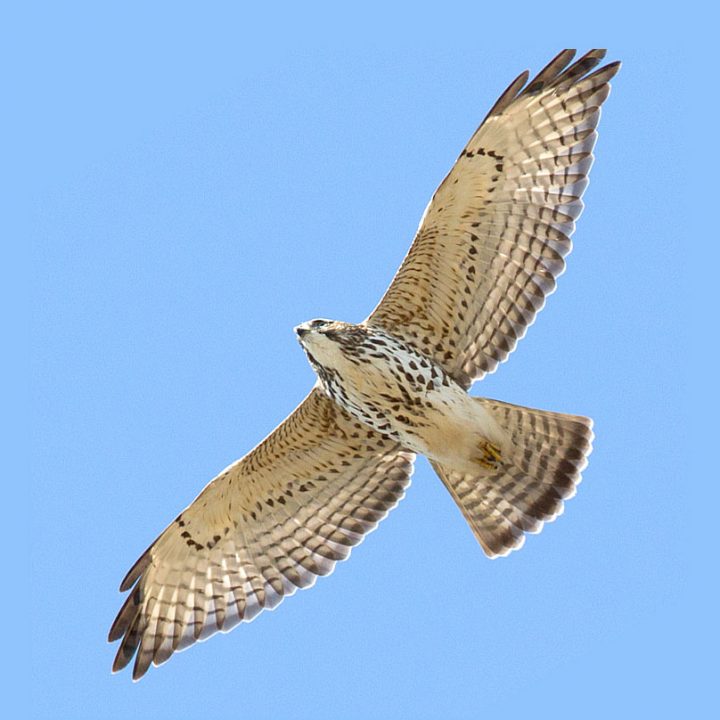 Broad-winged Hawks have moderately pointed wings. Photo by Brian Sullivan.