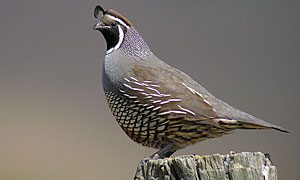 california quail