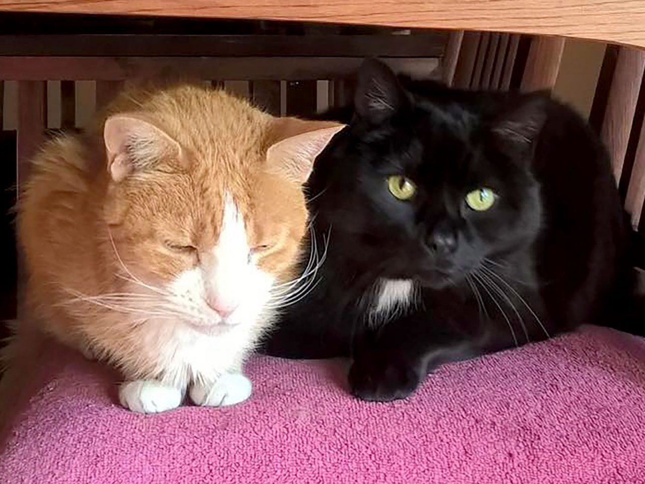 Charlie (16 years old), and Bear (13) are both rescues.