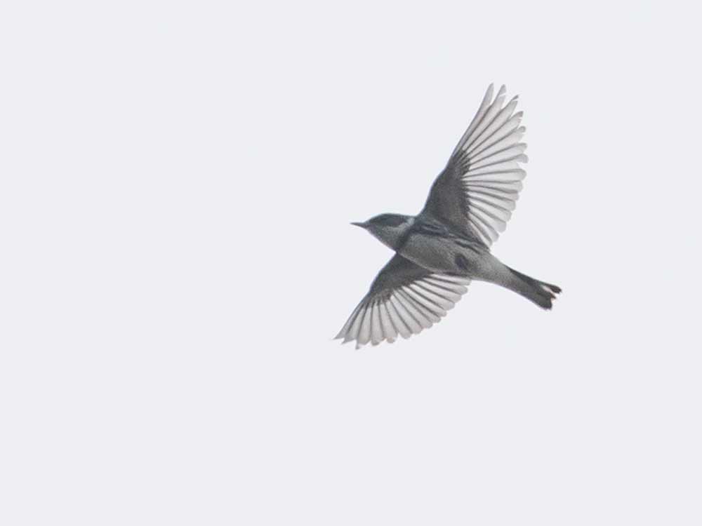 A bluish warbler in mid-flight.