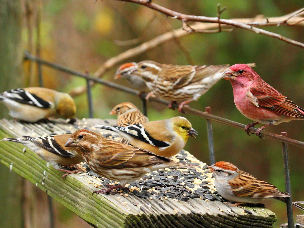 bird feeder with Chipping Sparrows, American Goldfinches, Purple Finches by Janice Carter via BirdSpotter/PFW
