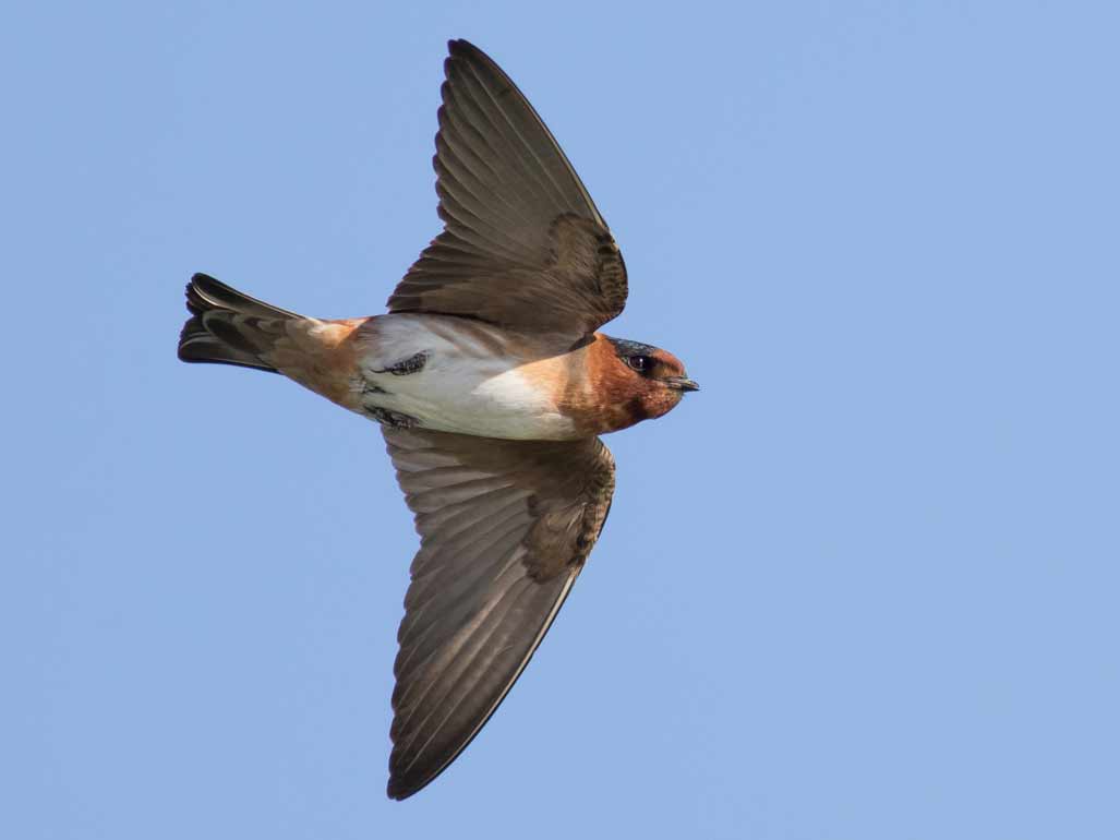 A swallow with a reddish face and throat flies against blue sky.