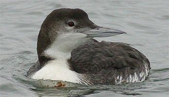 Common Loon by Cameron Rognan via Birdshare