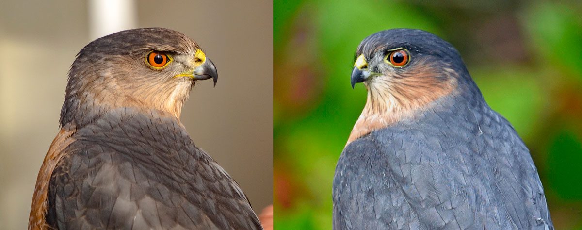 Closeup views of the heads and backs of two hawk species: brownish-gray Cooper's Hawk on the left and a bluish-gray Sharp-shinned Hawk on the right.