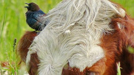 Focal Species Close-Up: Brown-headed Cowbirds, Mike Wisnicki