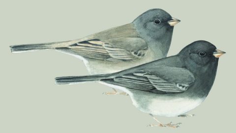 Dark-eyed Junco illustration on Birdsleuth