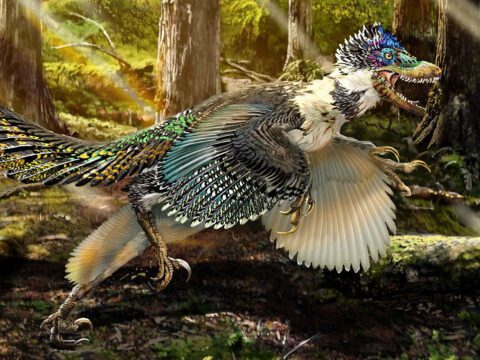 Illustration of a dinosaur with feathers runs through a forest.
