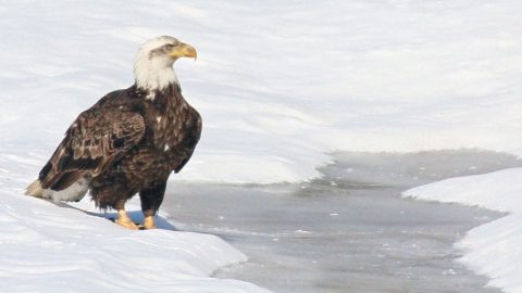 Bald Eagles are able to fast for many days, even weeks, when food is not available. Photo by Nancy Clark via Birdshare.