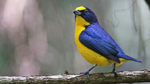 Yellow-throated Euphonia from Mexico
