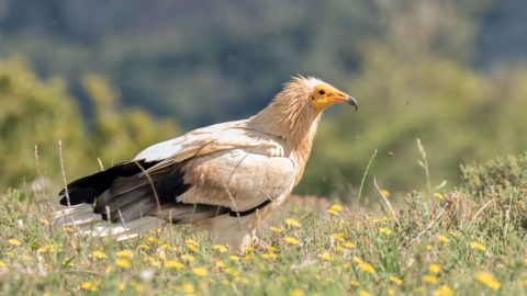 Photo of an Egyptian Vulture in Cataluña, Spain, by Pascal De Munck/Macaulay Library